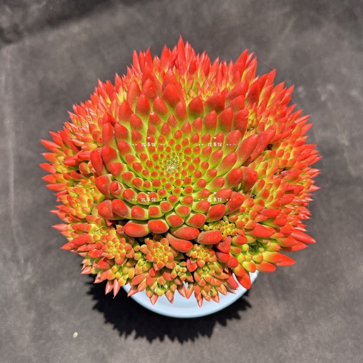 火红色瓦松群生 多肉植物老桩花卉绿植带盆栽好室内观赏植物