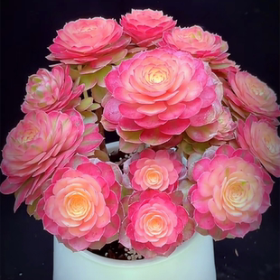 多肉植物 法师锦海王高端精品稀有品种老桩超大室内阳台盆栽花卉