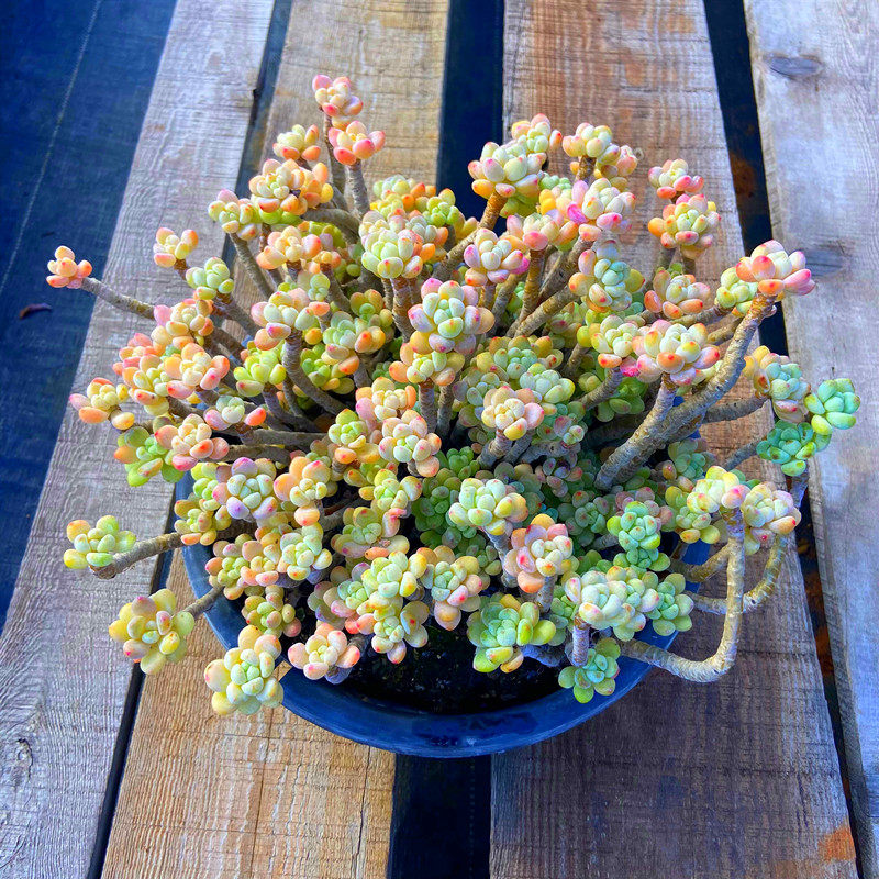 多肉植物5年超大罗琦劳尔老桩 云南直发品相颜色无敌状态非常好