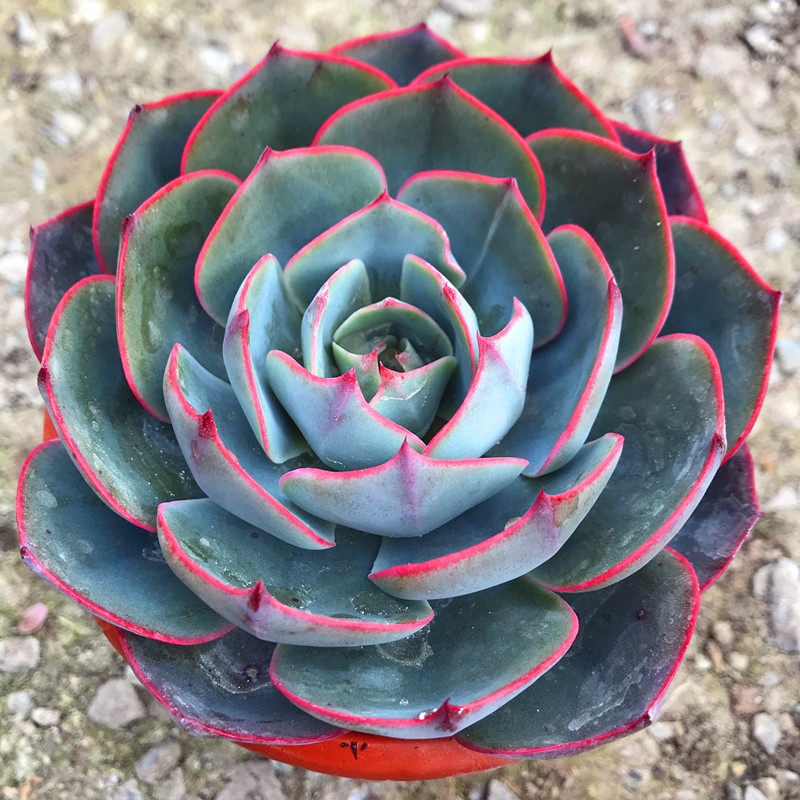 满额包邮/多肉植物【阿美星】带塑料盆栽好/阳台庭院盆景