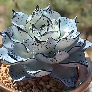 多肉植物 里加剑司诺娃正品进口带盆栽好高端精品创意盆栽花卉阳