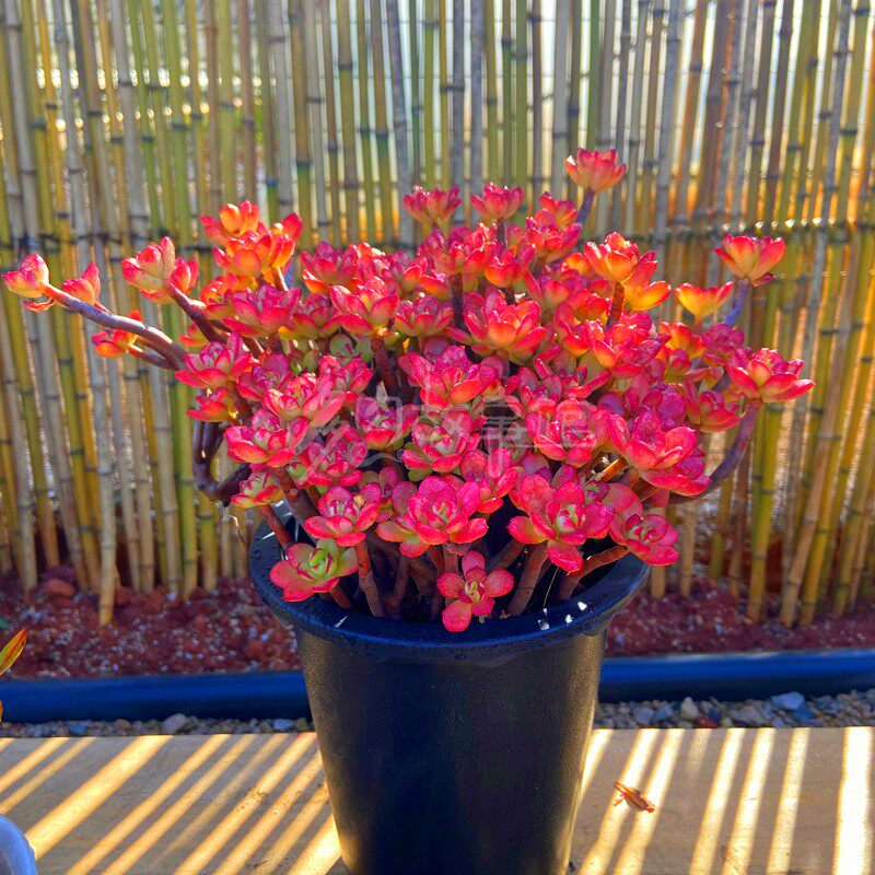 满额包邮多肉【小吉姆】丸叶红梅小老桩带杆子含阳台庭院防辐射