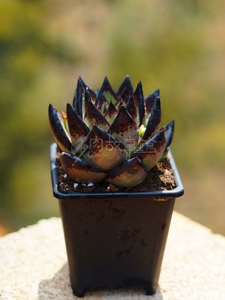 多肉植物黑魔王乌木 血斑黑红颜值状态品相无敌吸甲醛防辐射盆栽