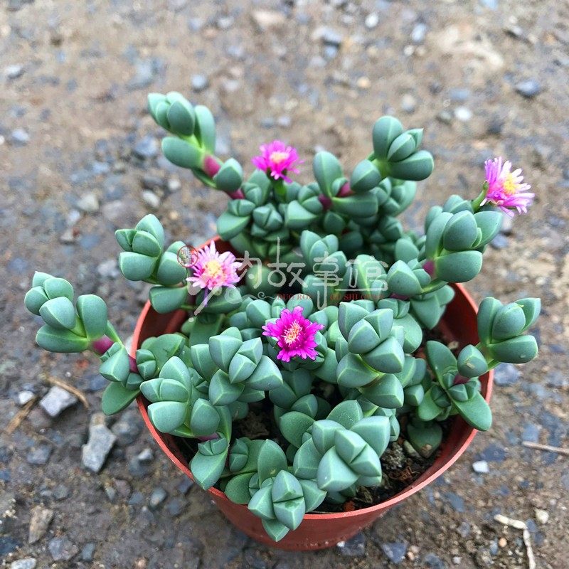 鹿角海棠 熏波菊多肉植物百科图片 培育种植 饲养繁殖 Sbike