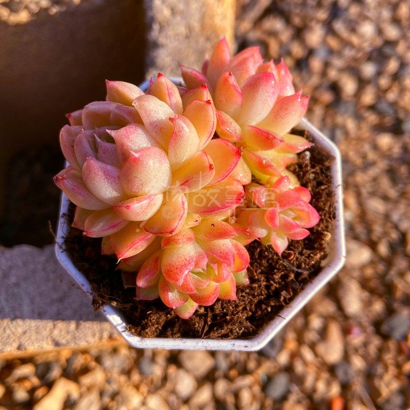 多肉植物胭脂红女王 粉色精品无敌状态云南基地直发阳台楼顶庭院