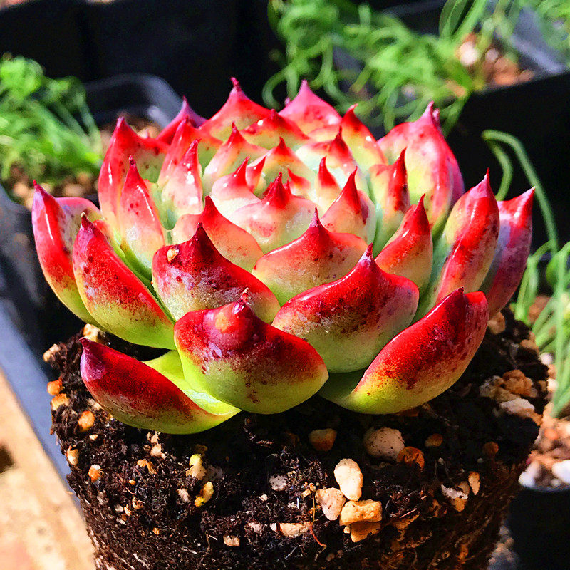 满额包邮/多肉故事馆【血斑卡罗拉】稀少品种防辐射含盆土盆栽