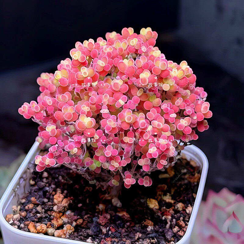 多肉植物 蜜桔糖球枝干番杏小盆栽阳台净化空气易养花卉春季开花