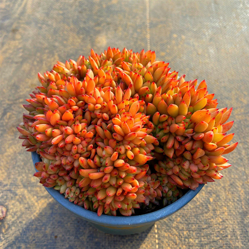 多肉植物红酒缀化 东云暗影杂交系云南直发防辐射窗台庭院吸阳台