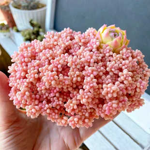 高级云南精品多肉植物 丸叶姬秋丽 室内阳台美观盆栽植含盆