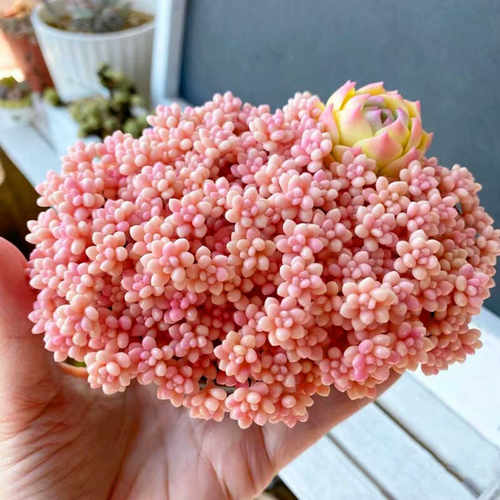 含盆高级云南室内多肉植物