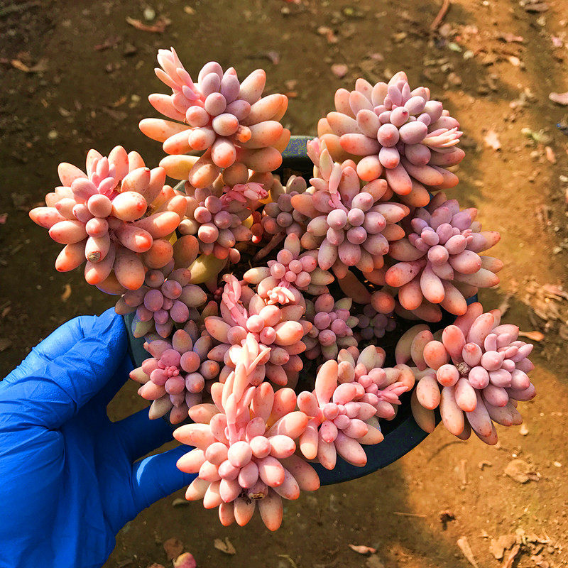 多肉植物 婴儿手指老桩群生带盆栽好绿植花卉云南基地直发