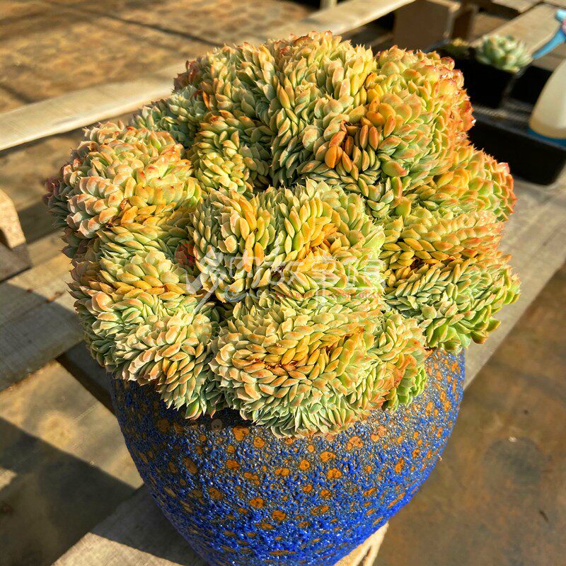 多肉植物香妃月影缀化/桑切斯缀化 超大整装坠缀化大板子一物一拍