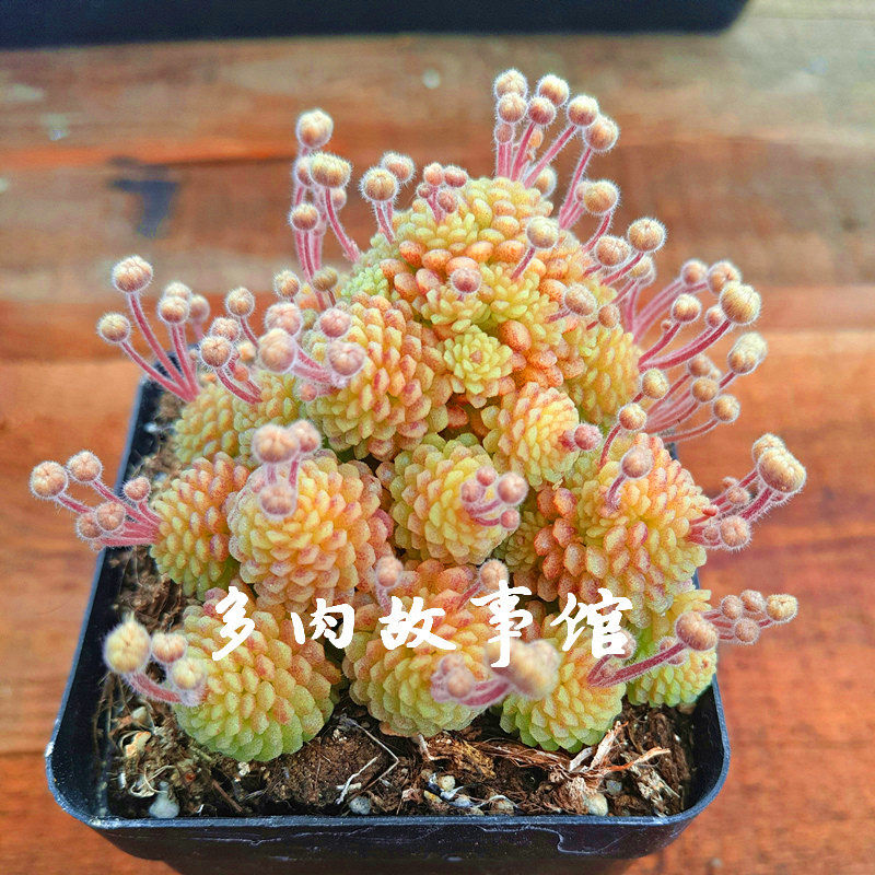 多肉植物 天线宝宝瑞典魔男魔南群带盆栽好精品盆栽花卉绿植阳台