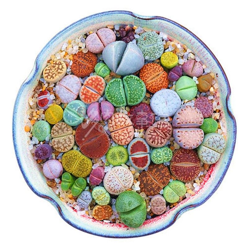 多肉植物【彩色生石花混装】满包邮/多肉故事馆/奇趣进口品种