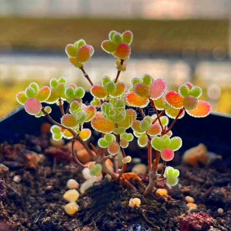 多肉植物米粒糖球红叶冰晶枝干番杏稀少新品群生矮小盆栽美观-封面