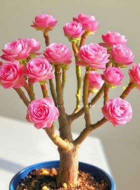 多肉植物 梦幻法师老桩群生阳台盆栽花卉绿植阳台云南基地发