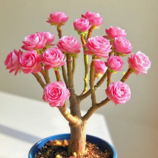 多肉植物 梦幻法师老桩群生阳台盆栽花卉绿植阳台云南基地发