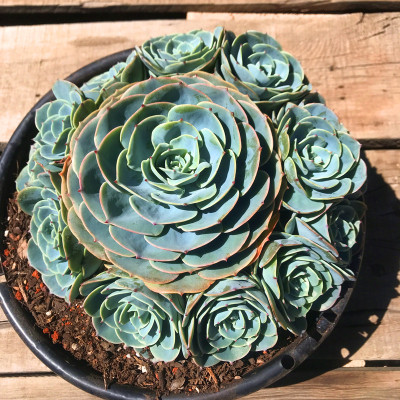 群生醛带仔景天科拟石莲属