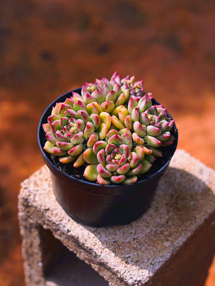 多肉植物油漆桶 璀璨绚丽豪华高端精品阳台庭院吸甲醛防辐射盆栽