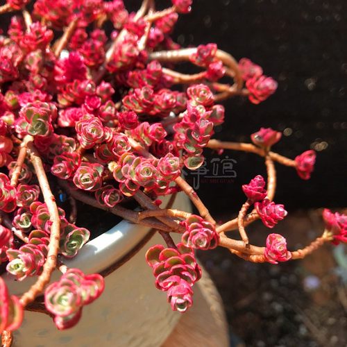 龙血武姬小球玫瑰锦整群无砍好养