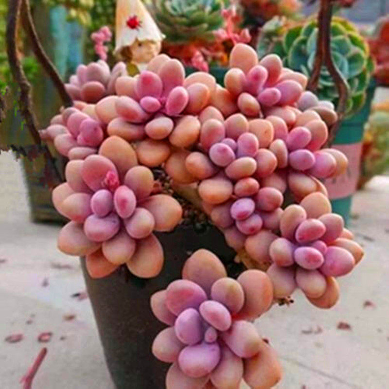 满额包邮多肉【超大桃蛋老桩】粉色肉嘟嘟多年老桩精品大盆防辐射