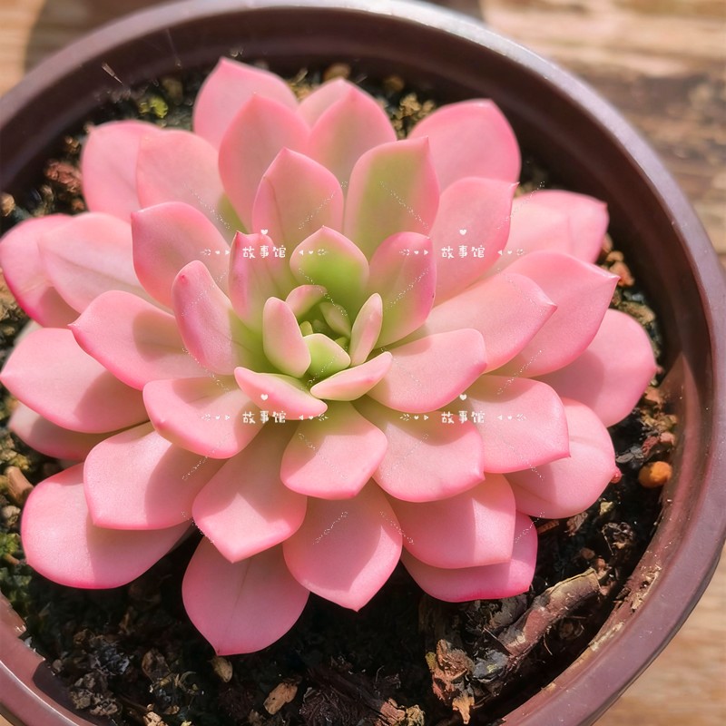 红宝石覆轮锦多肉植物带盆易养