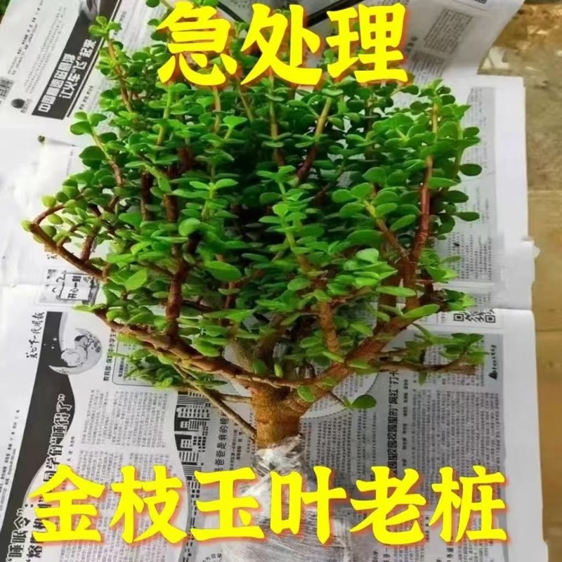 金枝玉叶多肉老桩造型盆栽植物绿植室内清室外花卉四季常青清仓