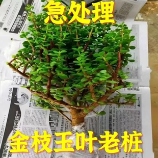 金枝玉叶多肉老桩造型盆栽植物绿植室内清室外花卉四季常青清仓