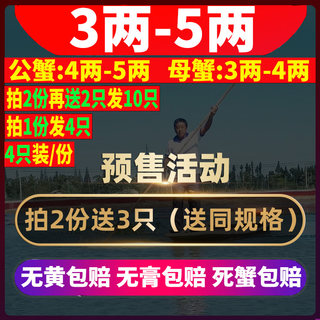 4只/份固城湖大闸蟹特大鲜活残蟹断脚蟹残次蟹全公母螃蟹包邮