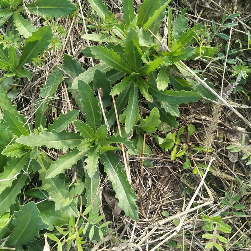 新鲜小蓟草刺菜刺芽菜中药材野菜