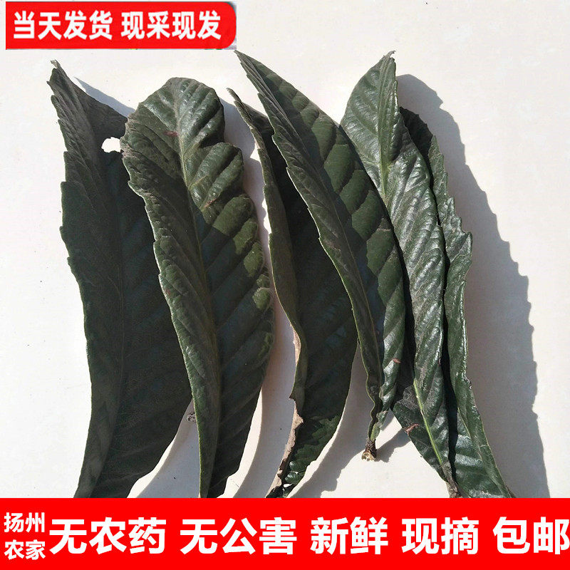 新鲜枇杷树叶500g现摘食用枇杷叶茶琵琶叶偏方枇杷膏原料包邮