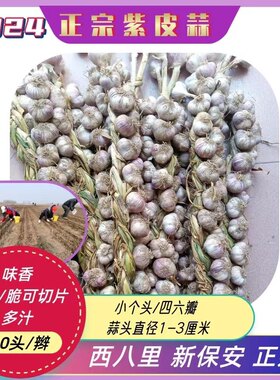 四六瓣紫皮蒜怀来新保安东八里富硒土壤种植味香辛辣脆可切片包邮