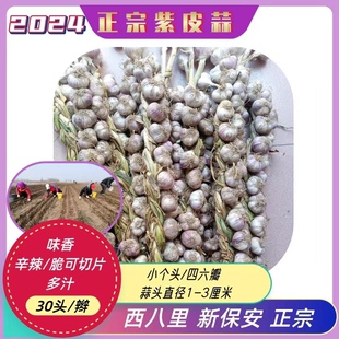 四六瓣紫皮蒜怀来新保安东八里富硒土壤种植味香辛辣脆可切片包邮