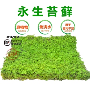 永生苔藓大灰藓枯山水干景软装 青苔藓球苔藓墙染色青苔沙盘绿苔