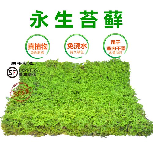 永生苔藓大灰藓大羽藓枯山水干景软装青苔藓球苔藓墙染色青苔沙盘