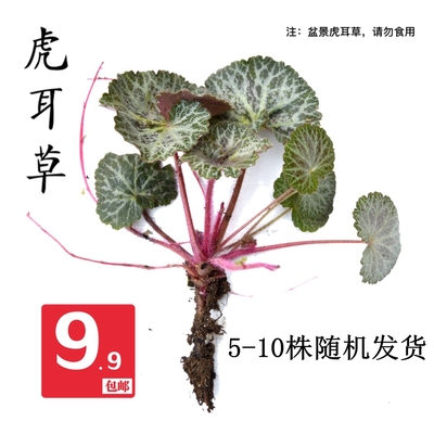 虎耳草苔藓狮子耳日本苔藓虎耳朵草小绿植小盆栽懒人盆景绿苔