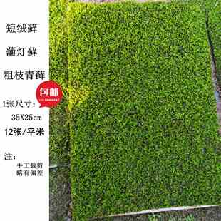 短绒苔藓青藓纱布藓水陆缸雨林缸陶瓷罐盆景庭院枯山水绿苔