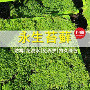 永生苔藓大灰藓枯山水苔藓球软装 室内青苔免养护不用浇水绿苔