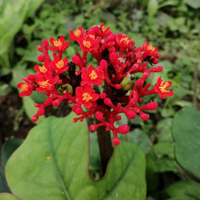 珊瑚油桐 大肚海棠佛肚树 植物花卉庭院盆栽 耐干旱四季开花