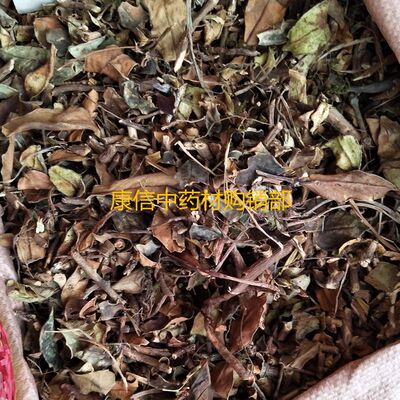 石吊兰石泽兰岩石兰中药材