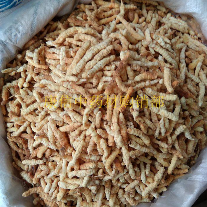 地蚕  土冬*虫*草,白冬*虫*草,肺*痨*草 500克