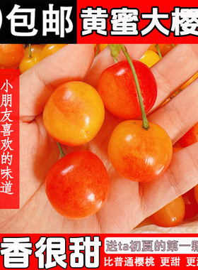 当季香甜多汁的黄蜜大樱桃