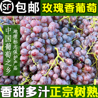 现货山东玫瑰香葡萄大泽山当季葡萄提子孕妇新鲜水果顺丰4斤包邮