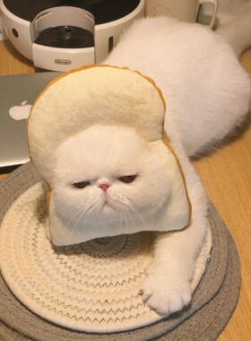 猫咪用品伊丽莎白圈幼猫成猫狗面包头套围巾吐司脖套宠物项圈围脖