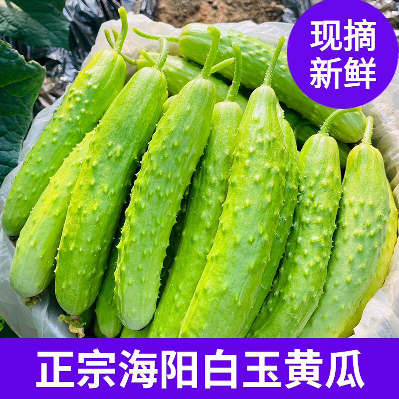 正宗海阳白玉黄瓜青瓜蔬菜新鲜水果小黄瓜现摘发货可生吃五斤包邮 水产肉类/新鲜蔬果/熟食 黄瓜 原图主图