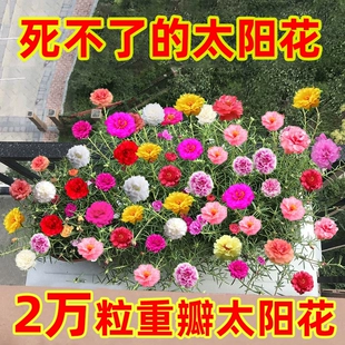 七彩重瓣百日草花种子太阳花种孑波斯菊易活四季 开花室内室外盆栽