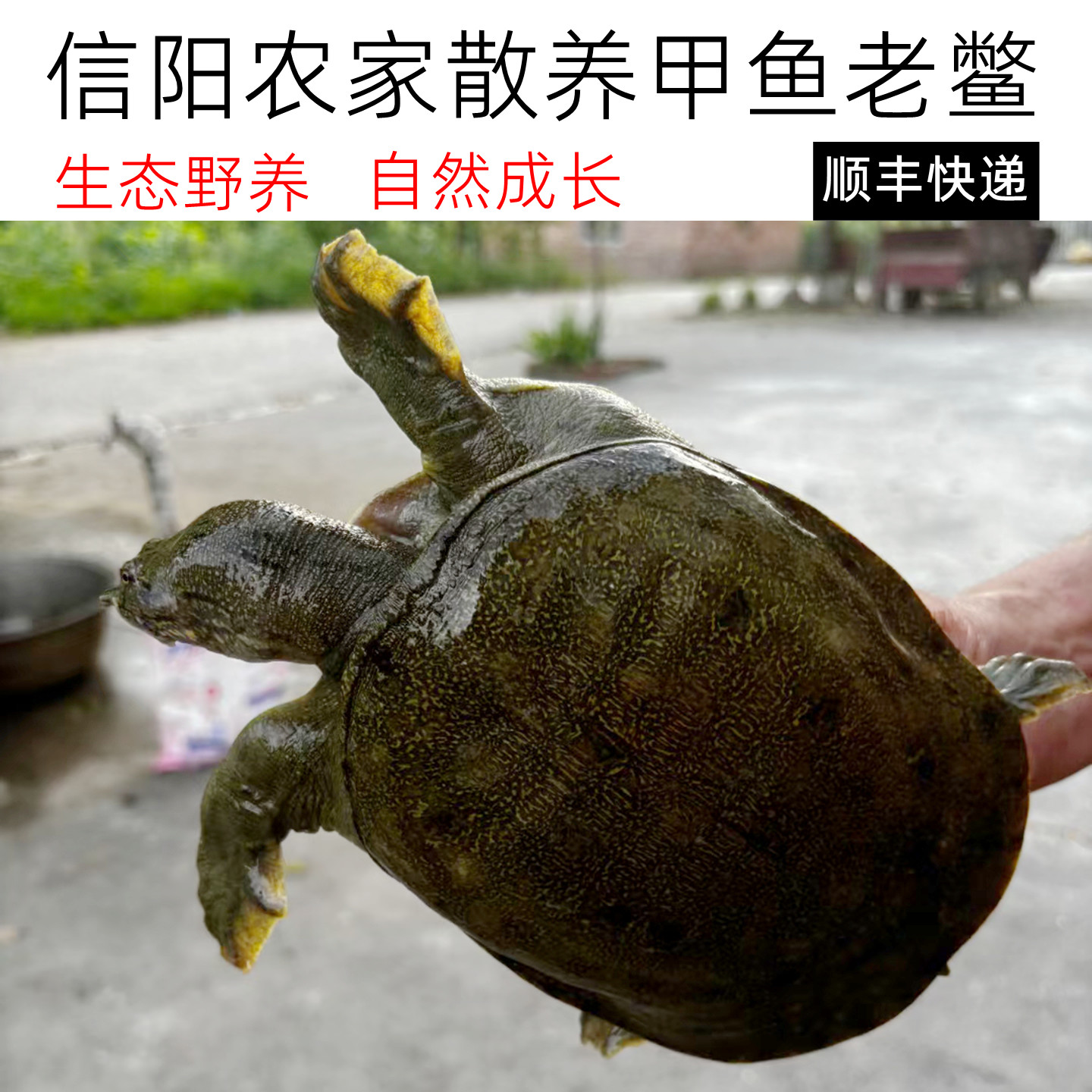 信阳甲鱼鲜活现杀生态野外中华老甲鱼