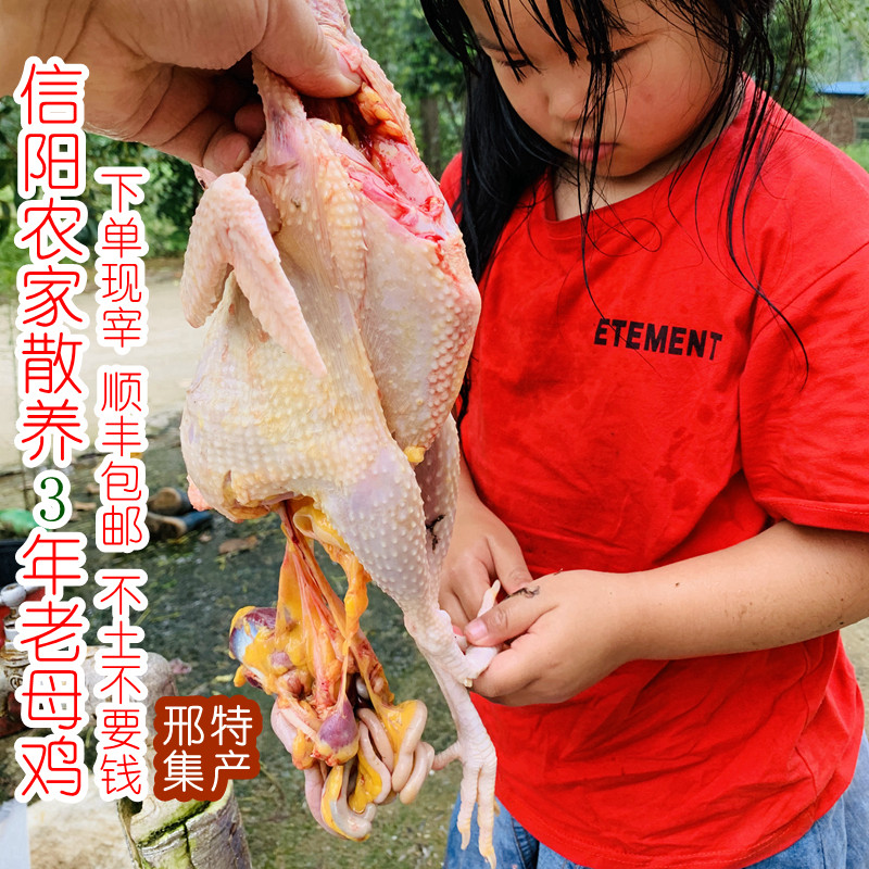 信阳农家散养三年老母鸡孕妇正宗土鸡野外固始柴鸡月子鸡现宰