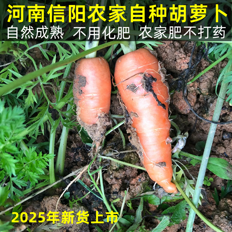 河南信阳农家自种红萝卜胡萝卜蔬菜新鲜应季现挖萝卜