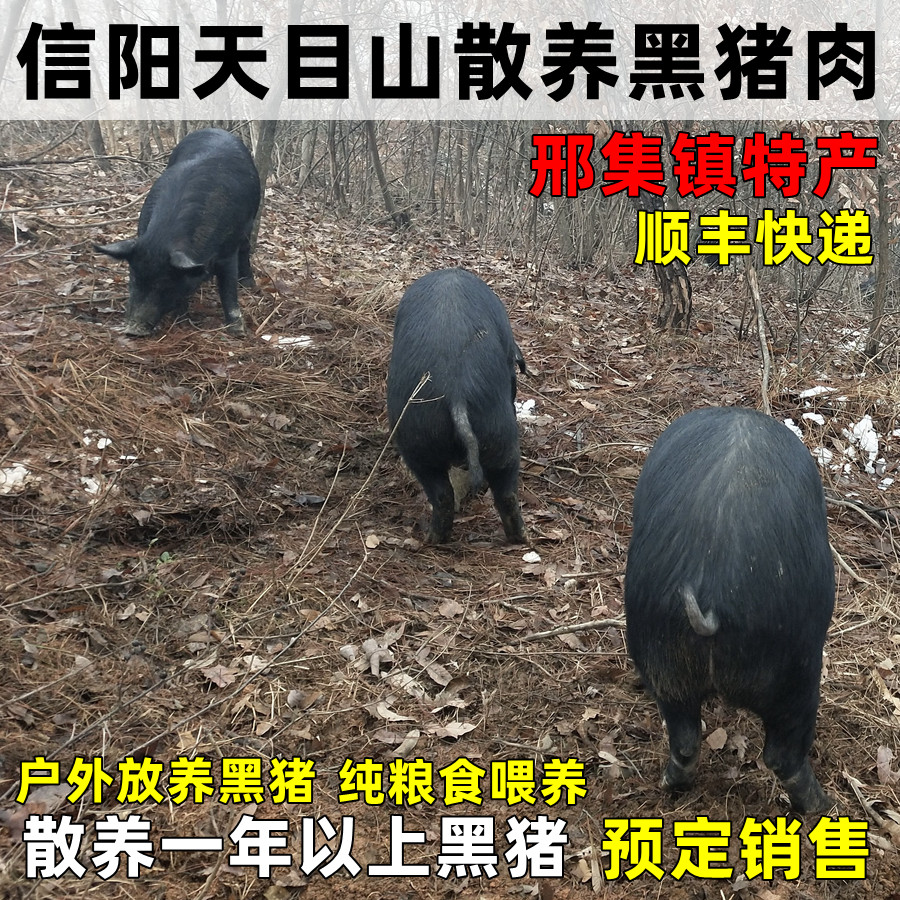 信阳特产农家散养土猪黑猪肉新鲜家养肋条排骨五花肉粮食猪腿整只